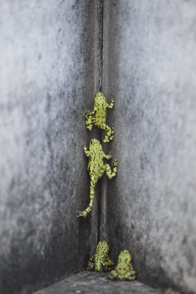 Rock Climbing Red-Bellied Frogs, 2010, Pigment print, 31x20cm